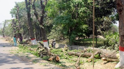 সড়কের জায়গার ভেতরে যতটুকু পড়বে, ততটুকু গাছ কাটবে বলে জানায় সওজ