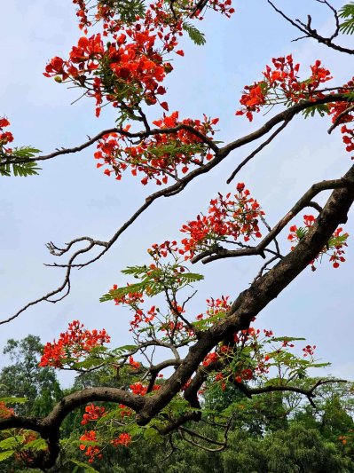 কৃষ্ণচূড়ার লালে সেজেছে নগরী (ফটো স্টোরি)