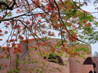 কৃষ্ণচূড়ার লালে সেজেছে নগরী (ফটো স্টোরি)