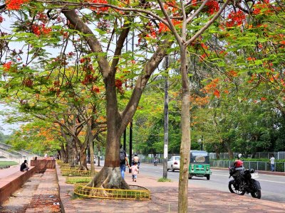 কৃষ্ণচূড়ার লালে সেজেছে নগরী (ফটো স্টোরি)