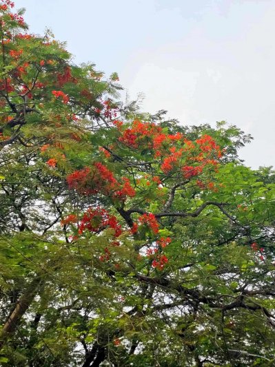 কৃষ্ণচূড়ার লালে সেজেছে নগরী (ফটো স্টোরি)