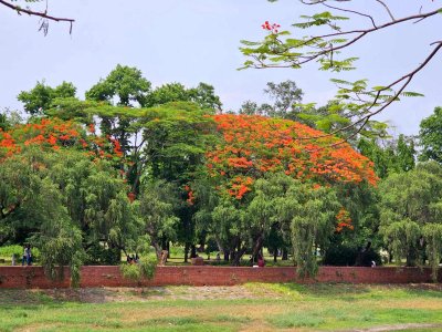 কৃষ্ণচূড়ার লালে সেজেছে নগরী (ফটো স্টোরি)