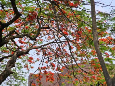 কৃষ্ণচূড়ার লালে সেজেছে নগরী (ফটো স্টোরি)