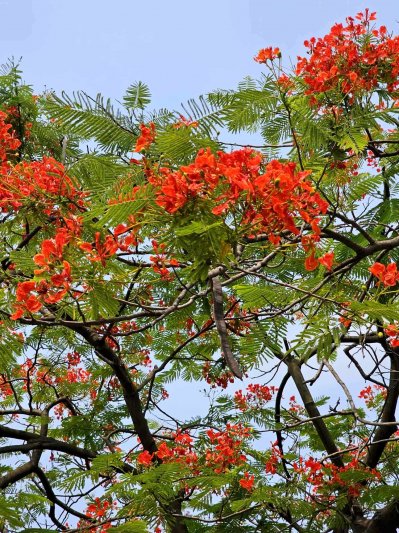 কৃষ্ণচূড়ার লালে সেজেছে নগরী (ফটো স্টোরি)