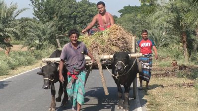 ধানের বাম্পার ফলনেও ‘অখুশি’ কৃষকেরা