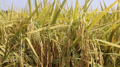 সরকারনির্ধারিত মূল্যে ধান বিক্রি করতে না পেরে হতাশ অনেকে
