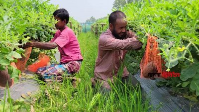 তরমুজ ক্ষেতের পরিচর্যা করছেন সোহেল রানা, তার সঙ্গে শ্রমিক ইদ্রিস আলী