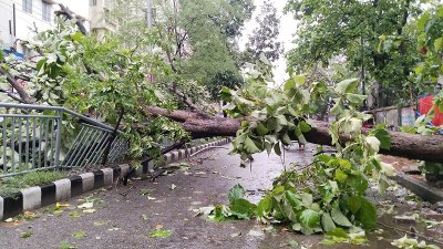 সোমবার বিকাল পর্যন্ত ৫০টির বেশি স্থানে গাছ ভেঙে পড়ে
