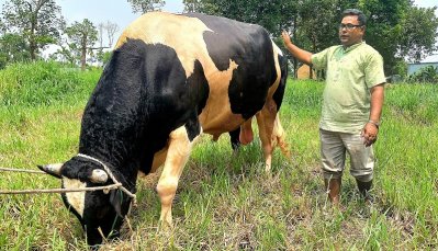 কেউ গরুটির দাম জানছেন, কেউবা ছবিও তুলে নিয়ে যাচ্ছেন