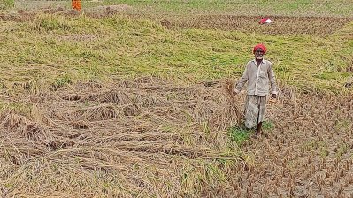 চরাঞ্চলে রাসেলস ভাইপার আতঙ্ক