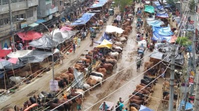 রাজনৈতিক কোরবানির পশুর হাট (ইংরেজি: ফাইল ছবি)