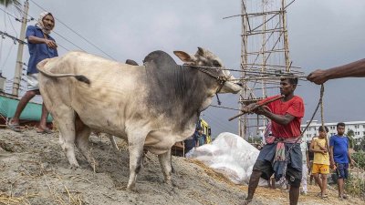 রাজধানীর হাটগুলোতে আসছে কোরবানির পশু