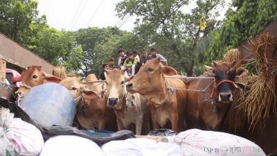 রাজধানীর হাটগুলোতে আসছে কোরবানির পশু