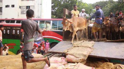 রাজধানীর হাটগুলোতে আসছে কোরবানির পশু