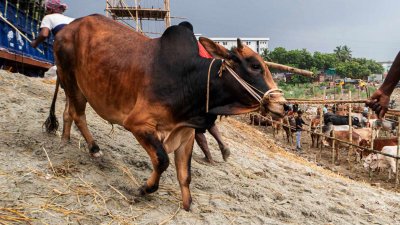 রাজধানীর হাটগুলোতে আসছে কোরবানির পশু