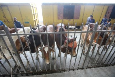 গরু বেঁধে রাখা হয়েছে