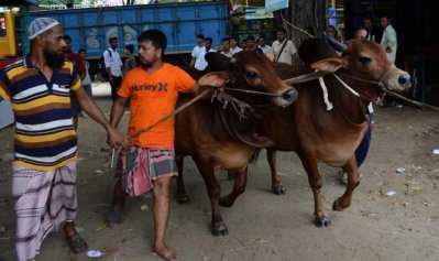 রাজধানীতে জমে উঠছে কোরবানির পশুর হাট
