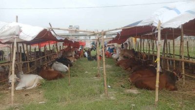 রাজধানীতে স্থায়ী ও অস্থায়ীভাবে ২০টি কোরবানির পশুর হাট বসেছে
