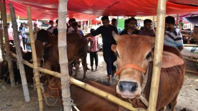 রাজধানীতে জমে উঠছে কোরবানির পশুর হাট