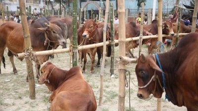 হাটে পশুর সরবরাহ ভালো
