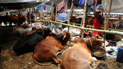 রাজধানীতে জমে উঠছে কোরবানির পশুর হাট
