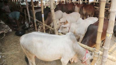 রাজধানীতে জমে উঠছে কোরবানির পশুর হাট