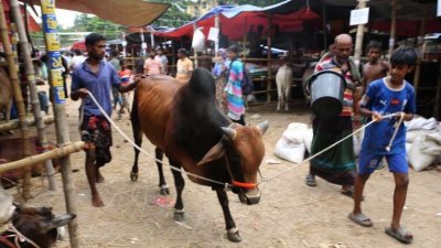 রাজধানীতে জমে উঠছে কোরবানির পশুর হাট