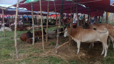 ক্রেতারা বলছেন, এবার গরুর দাম বেশি