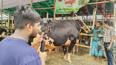 পশুর হাটে ইউটিউবার ও টিকটকারের উৎপাত