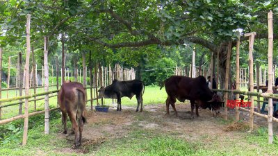 গরমে চ্যালেঞ্জের মুখে খামারি ও ব্যাপারীরা