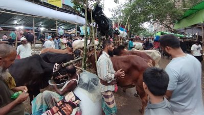 রাজধানীর ধোলাইখালে কোরবানির পশুর হাট, ছবি: প্রতিবেদক
