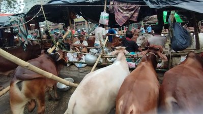 ক্রেতার অপেক্ষায় গরুর ব্যাপারীরা, ছবি: প্রতিবেদক