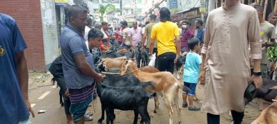 যাদের আস্ত গরু বা গরুর ভাগে শরিক হওয়ার সামর্থ নেই, এমন অনেকে ছাগল কিনেছেন কোরবানির জন্য