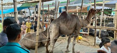 উটের দাম হাঁকা হচ্ছে ২০ লাখ টাকার ওপরে 