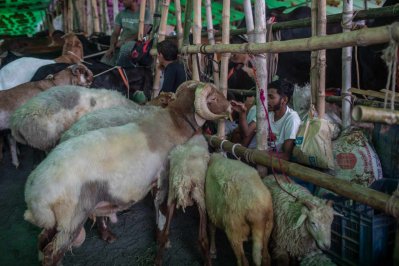 হাটে যত দুম্বা উঠেছে, বিক্রি হয়নি সে তুলনায় 