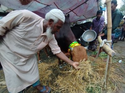 গরু বিক্রি করতে না পারা বিক্রেতারা শেষ দিনে হতাশা আর উদ্বেগ নিয়ে অস্থির সময় পার করছেন