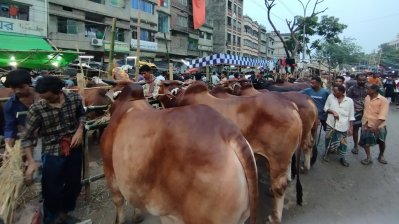 বড় আকারের গরুগুলো দামাদামিও করছেন না বেশিরভাগ ক্রেতা