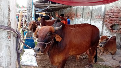 শেষ মুহূর্তে জমজমাট খুলনার পশুর হাট