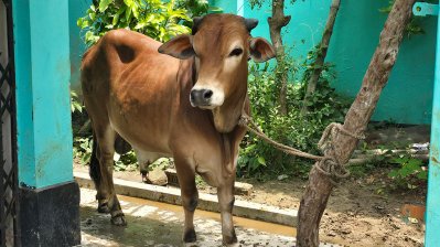 চাষির গোয়াল থেকে ব্যাংকারের ঘরে, লালবাবুর কোরবানি যাত্রা