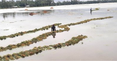 কুড়িগ্রামে বন্যা পরিস্থিতি অবনতি, ব্রহ্মপুত্র-তিস্তায় ভাঙন শুরু