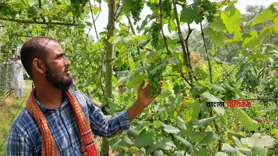 দেশের মাটিতে বিদেশি ফল, প্রথমবারেই সফল