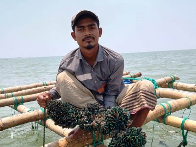 সামুদ্রিক শৈবালের মধ্যে রয়েছে ওয়েস্টার, গ্রিন মাসেল ও সিউইড