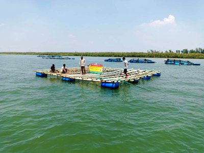 ওয়েস্টার-মাসেল-সিউইড চাষে ভাগ্যবদল