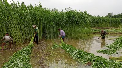 বিপদসীমার কাছাকাছি যমুনার পানি: চলছে ভাঙন, প্লাবিত নিম্নাঞ্চল