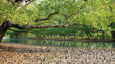 সুন্দরবনের সৌন্দর্য ফেরাতে চায় বন বিভাগ