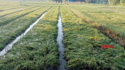 বৃষ্টিতে নষ্ট হয়ে গেছে ১৫ হেক্টর জমির আমন