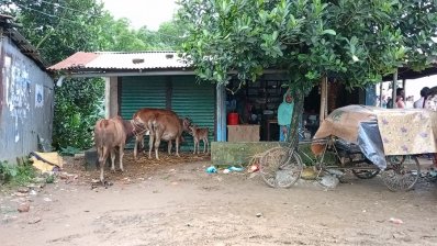 গোমতীর পানি বিপদসীমার ১২০ সেন্টিমিটার উপরে, বাঁধ ভাঙার শঙ্কা