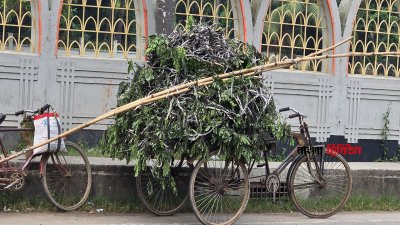 তারা যশোরের বিভিন্ন এলাকায় শিশুগাছ, রেইনট্রি, আকাশমণি, বরই ও বাবলা গাছে এসব ভাইরাস পেয়েছেন