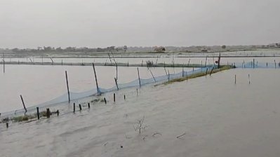 অতি বৃষ্টিতে মোংলায় ডুবেছে বাড়িঘর, তলিয়েছে সাত শতাধিক চিংড়িঘের