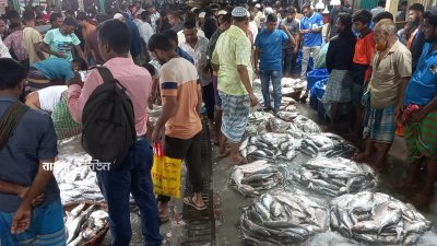 ব্যবসায়ীরা বলছেন, ইলিশের এত কম আমদানির মধ্যে চাঁদপুর থেকে ভারতে এত টন ইলিশ রফতানি করা একেবারেই অসম্ভব